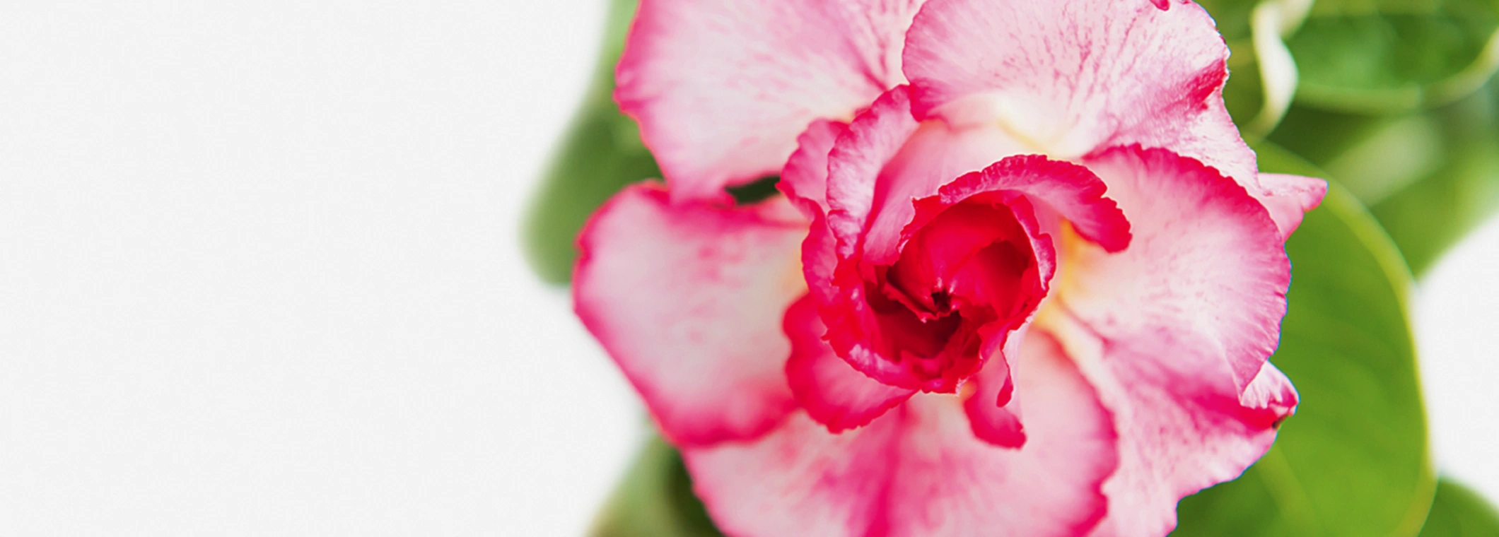 Rosas do Deserto — banner